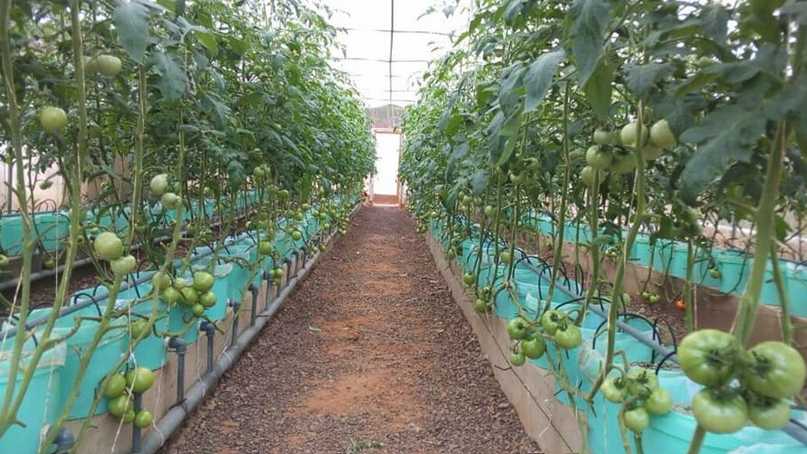Bea tomate nigeria